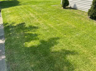 Kathy V.'s Grass Cutting service result