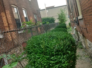 Bush Trimming by Christopher Richardson Sr for Harriet F. in St. Louis, MO
