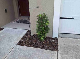 Bush Trimming by Angel Vazquez for Steven Z. in Davenport, FL