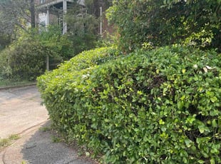 Bush Trimming by Lamar Copeland for S H. in Baltimore, MD