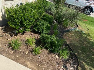 Weeding by Jose Tovar for Mayami M. in Haslet, TX