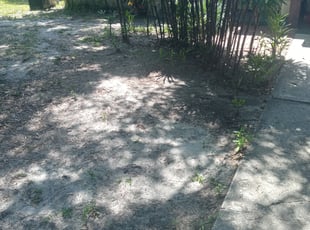 Leaf Removal by Viviano Sosa lopez for Calvin S. in Clearwater, FL