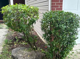 Bush Trimming by Cindy Betancourth for Aaron B. in Avon, IN