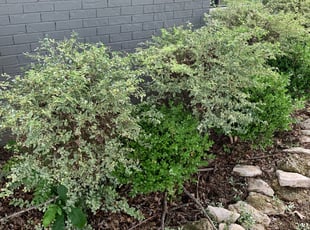 Bush Trimming by Ryan Cruz for Kelsey S. in Lewisville, TX
