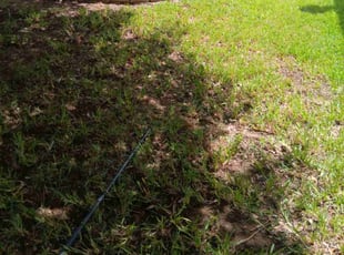 Leaf Removal by Michelle Galindo for Shamilta J. in San Antonio, TX