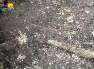 Leaf Removal by Khalid Muhammad for Vicky Q. in Raleigh, NC