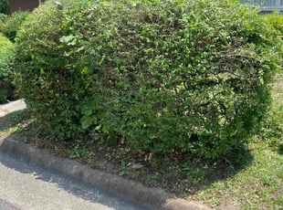 Bush Trimming by Cory McLean for Crystal L. in Selma, NC