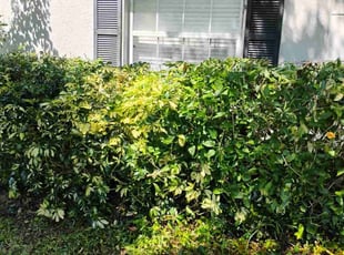 Bush Trimming by Amanda Peterson for Brandon G. in Minneola, FL
