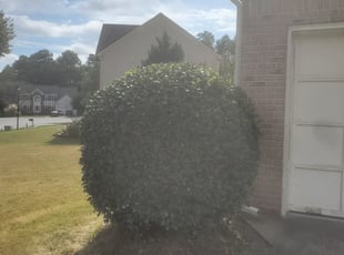 Bush Trimming by Chris Towery for Abel R. in Lawrenceville, GA