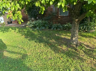 Weeding by Trapper Ellis for Megan M. in Cordova, TN