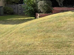 Bush Trimming by Phoebe Odum for Chris M. in Marietta, GA