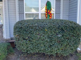 Bush Trimming by Steven Moreira for Kimberly C. in Chesapeake, VA