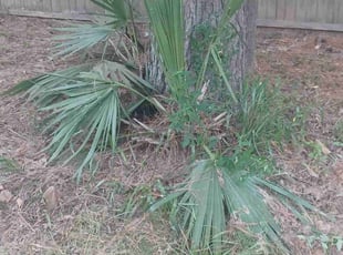 Cleanups by Monique Keys for Hannah H. in Porter, TX