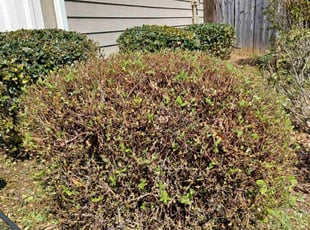 Bush Trimming by Courtland Davis for Jacalyn S. in Alpharetta, GA