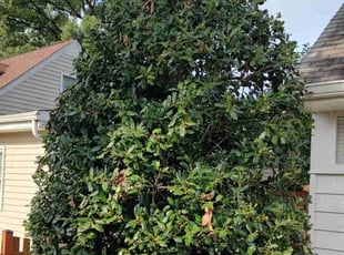 Bush Trimming by Allan Roberts for John K. in Alexandria, VA