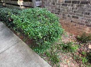 Bush Trimming by Fred Thompson for Maija E. in Atlanta, GA