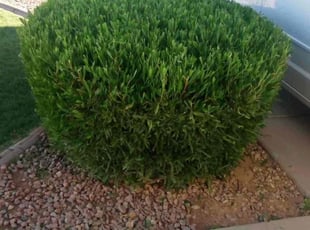 Bush Trimming by Maria Gonzalez for Nathan R. in Mesa, AZ
