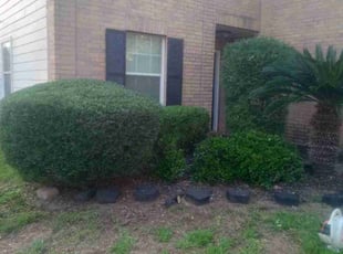 Bush Trimming by Donovan Perry for Jack E. in Cypress, TX