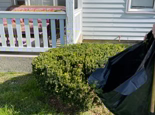 Bush Trimming by Dave Ehrenberg for Tiara B. in Columbus, OH