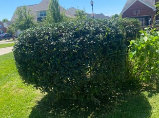 Bush Trimming by Gilberto Nava for Rachel P. in Nashville, TN
