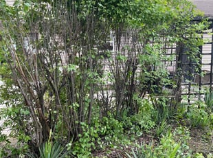 Bush Trimming by Valquez Russell for Bailey P. in Groveport, OH