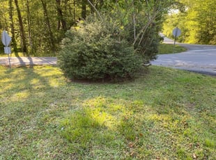 Bush Trimming by Daryl Irby for Rodney C. in Chester, VA