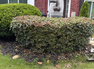 Bush Trimming by Kanu Agabi for Shaliesa H. in Stone Mountain, GA
