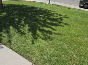 George H.'s Lawn Mowing Service service result