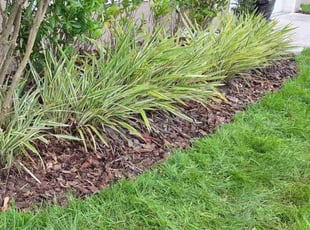Weeding by Angel Vazquez for Steven Z. in Davenport, FL