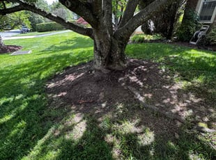 Weeding by Jairo Villagran for Meaghan W. in Potomac, MD