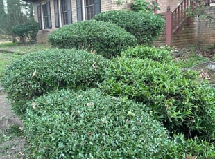 Bush Trimming by William Butler for Sylvester W. in Ellenwood, GA