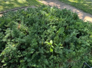 Bush Trimming by Marquis Coleman for Tameca M. in University City, MO
