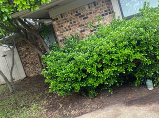 Leaf Removal by Susy Martinez for Jeffrey O. in Dallas, TX