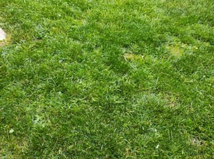 T.J. G.'s Lawn Mowing service result