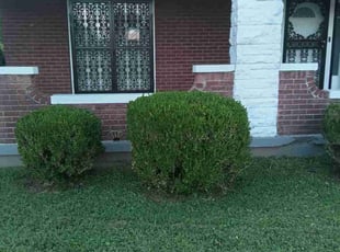 Bush Trimming by Colin Wren for Annette A. in Memphis, TN
