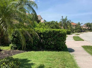 Bush Trimming by Robert Lee for Ivan S. in Venice, FL