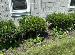 Bush Trimming by Ralphiel Hughley for Jen S. in Columbus, OH