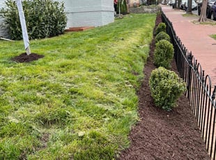 Weeding by Brandon Miller for Jeff D. in Washington, DC