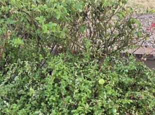 Bush Trimming by Joe Garley for Donald M. in Albuquerque, NM