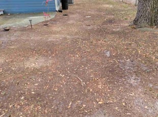 Teresita F.'s Leaf Removal service result