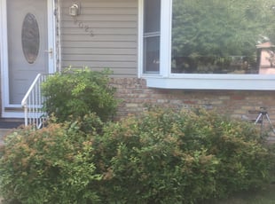 Bush Trimming by Leonard Hackensmith for Michael B. in Eagan, MN
