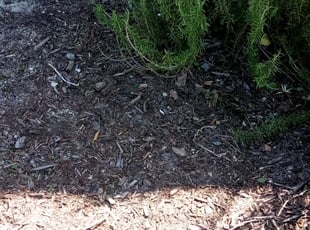 Weeding by James Stuckey for Austin B. in Ocoee, FL