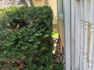 Bush Trimming by Brett Dechant for Dee E. in Olathe, KS