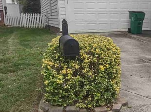 Bush Trimming by Michael Cherry for Callie C. in Charlotte, NC