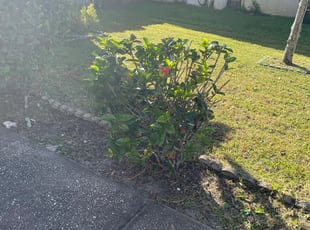 Bush Trimming by Trevor Wood for Stephanie W. in Largo, FL