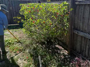 Bush Trimming by Liliana Ochoa-Pascual for Anthony A. in Tampa, FL