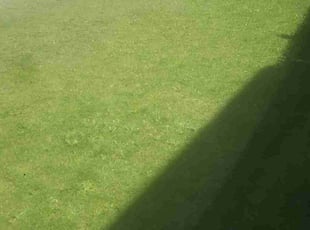 Edda R.'s Lawn Service service result