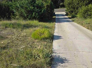 Laura S.'s Bush Trimming service result