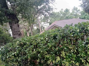 Bush Trimming by Jean Claude Zephirin for Marco P. in Jacksonville, FL