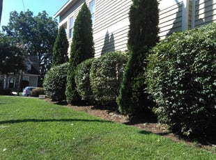 Bush Trimming by Adams Paiz for Tom B. in Charlotte, NC